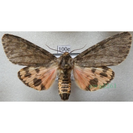 Olepa schleini Witt et al., 2005 male Isreal100e RARE!!!